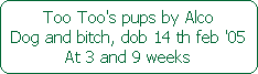 Too Too's pups by Alco




Dog and bitch, dob 14 th feb '05




At 3 and 9 weeks